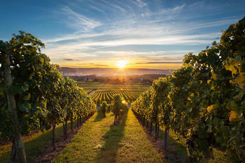 Image of sunset in Napa Valley